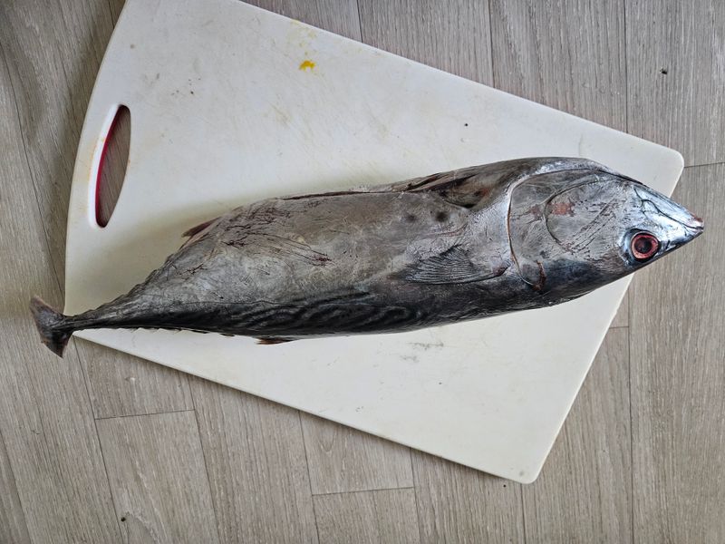 김진국님의 장터 판매 상품 [참치(참다랑어 1마리, 블루핀투나, Bluepin Tuna)1.5kg] 첨부 사진