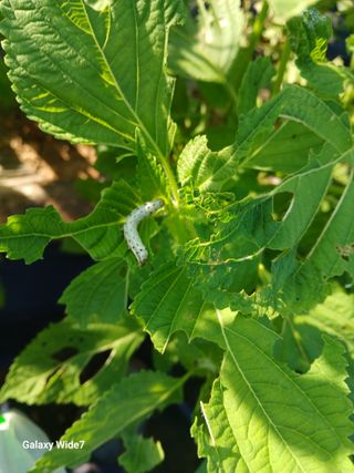 바위돌 심재성님의 콩 · 병해충상담 작성글 사진