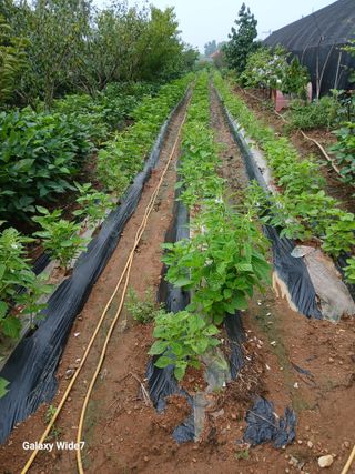바위돌 심재성님의 콩 · 병해충상담 작성글 사진