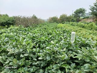 바위돌 심재성님의 콩 · 병해충상담 작성글 사진