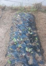 팜모닝 자유주제·자유게시판 게시글 이미지