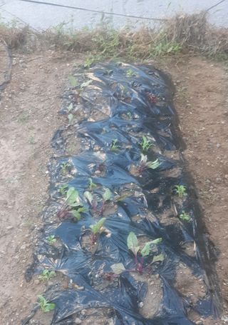 양승숙 (承光)님의 자유주제 · 자유게시판 작성글 사진