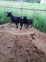 팜모닝 자유주제·자유게시판 게시글 이미지