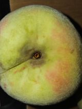 팜모닝 농사, 무엇이든 물어보세요!·참여글 게시글 이미지