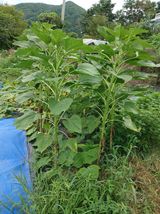 팜모닝 나의 농사 애장품을 자랑해요·참여글 게시글 이미지