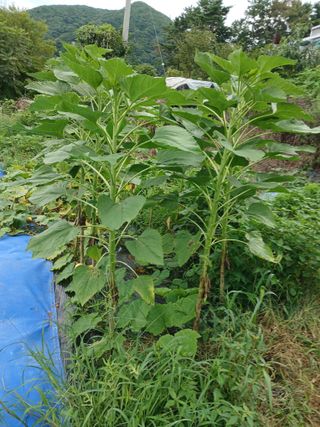 보리수농장최해두입니님의 나의 농사 애장품을 자랑해요 · 참여글 작성글 사진