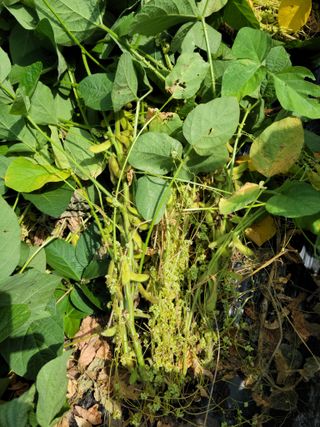 화양청정계곡농장님의 콩 · 병해충상담 작성글 사진