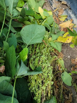 화양청정계곡농장님의 콩 · 병해충상담 작성글 사진