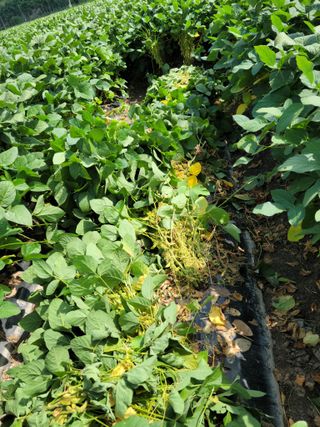 화양청정계곡농장님의 콩 · 병해충상담 작성글 사진