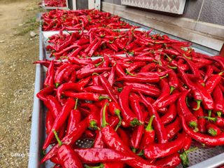 우양수님의 자유주제 · 자유게시판 작성글 사진