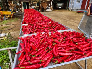 우양수님의 자유주제 · 자유게시판 작성글 사진