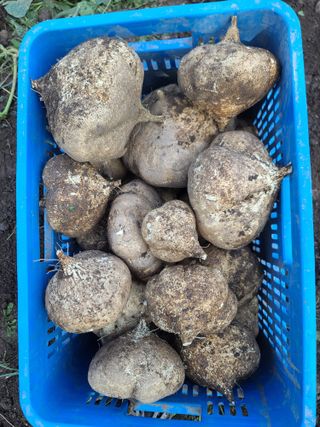 권영술님의 감자 · 영농일지 작성글 사진