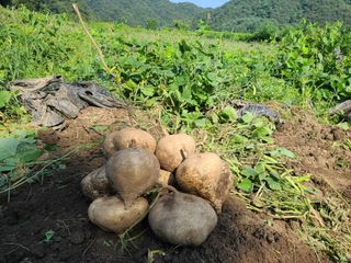 권영술님의 감자 · 영농일지 작성글 사진