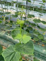 팜모닝 오이·병해충상담 게시글 이미지