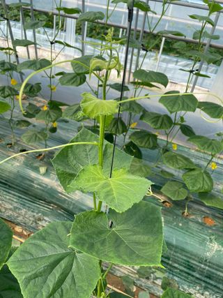 충남천안초보농부님의 오이 · 병해충상담 작성글 사진