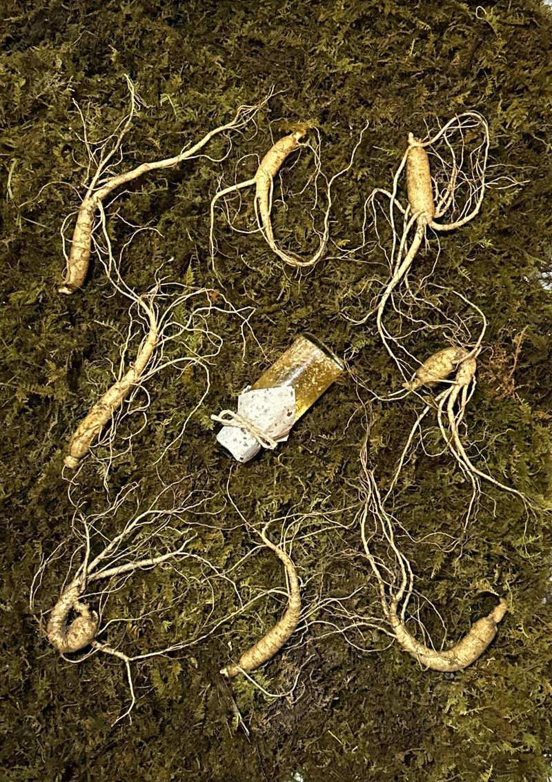 진상빈님의 장터 판매 상품 [[추석선물추천] 6-10년근 산양삼 선물세트/추가증정이벤트 + 산양삼 꿀, 즙 추가증정] 첨부 사진