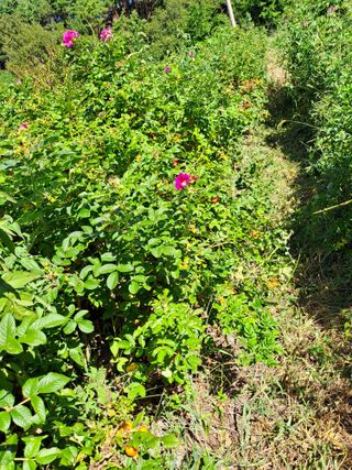(힐링따오기쉼터)님의 기타작물 · 영농일지 작성글 사진