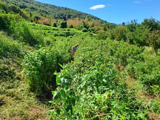 (힐링따오기쉼터)님의 기타작물 · 영농일지 작성글 사진