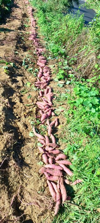 양산스투끼님의 자유주제 · 자유게시판 작성글 사진