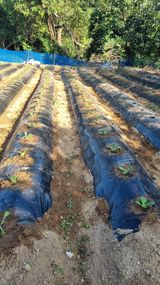 팜모닝 자유주제·자유게시판 게시글 이미지