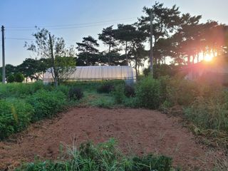 김동제님의 양파 · 영농일지 작성글 사진