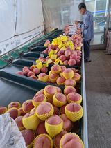 팜모닝 자유주제·자유게시판 게시글 이미지