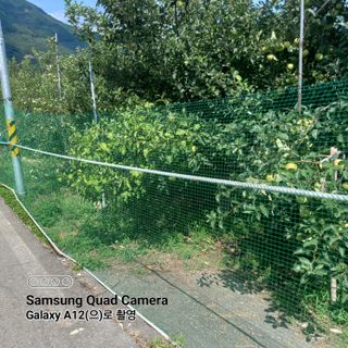 최동구님의 사과 · 자연재해•동물피해 작성글 사진