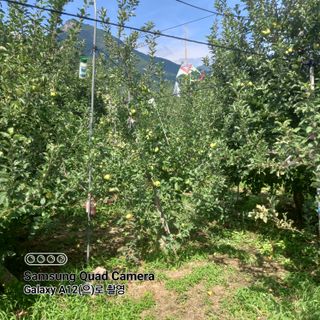 최동구님의 사과 · 자연재해•동물피해 작성글 사진