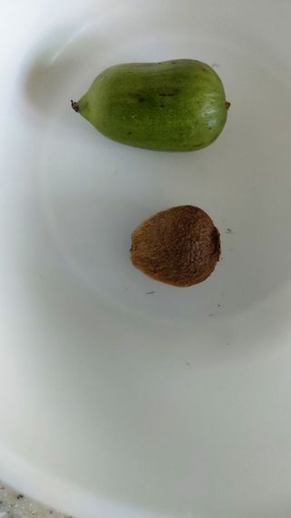 초보농부님의 자유주제 · 자유게시판 작성글 사진