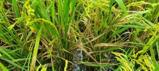 맹철영님의 벼 · 병해충상담 작성글 사진