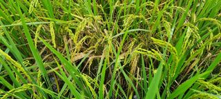 맹철영님의 벼 · 병해충상담 작성글 사진