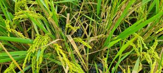 맹철영님의 벼 · 병해충상담 작성글 사진