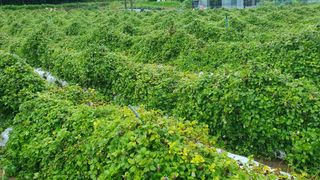 파피루스님의 나의 농사 애장품을 자랑해요 · 참여글 작성글 사진