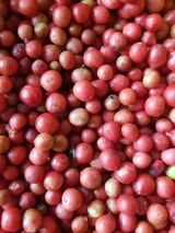 팜모닝 자유주제·자유게시판 게시글 이미지