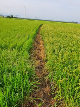 승두 병아리님의 팜모닝 · 출석 작성글 사진