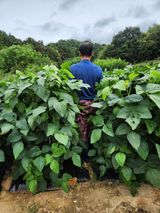 팜모닝 자유주제·자유게시판 게시글 이미지