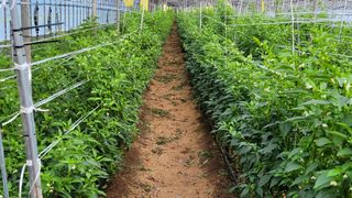 오이고추.꽈리고추님의 나의 농사 애장품을 자랑해요 · 참여글 작성글 사진