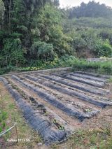 팜모닝 배추·영농일지 게시글 이미지