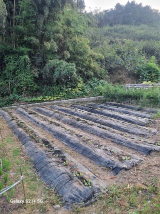 일향 님의 배추 · 영농일지 작성글 사진