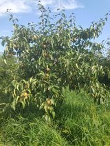 팜모닝 자유주제·자유게시판 게시글 이미지