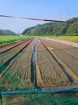 팜모닝 파·영농일지 게시글 이미지