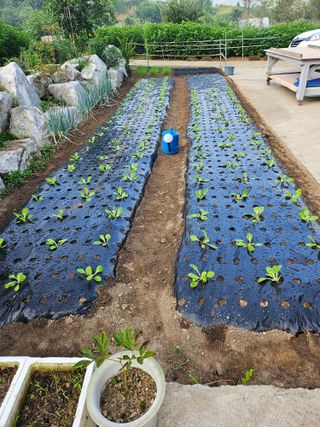 충남공주이도은님의 자유주제 · 자유게시판 작성글 사진