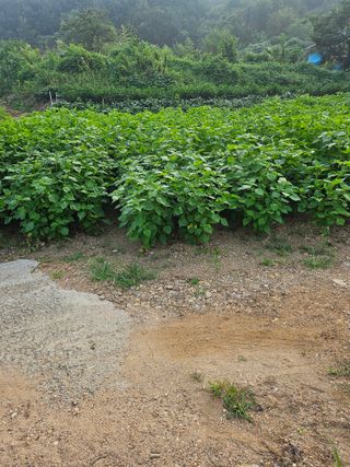 충남공주이도은님의 자유주제 · 자유게시판 작성글 사진