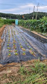 팜모닝 배추·영농일지 게시글 이미지