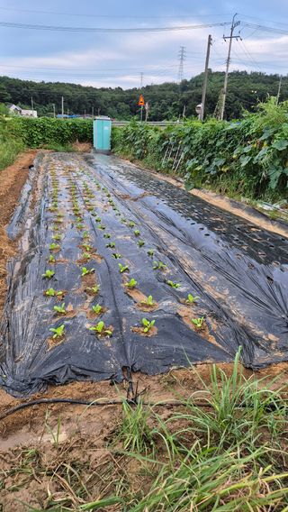 안중찬님의 배추 · 영농일지 작성글 사진