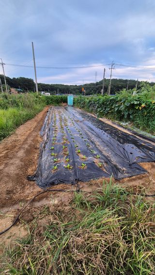 안중찬님의 배추 · 영농일지 작성글 사진