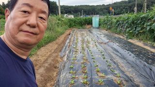 안중찬님의 배추 · 영농일지 작성글 사진