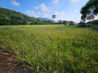 (주)연리지윤태금님의 블루베리 · 영농일지 작성글 사진