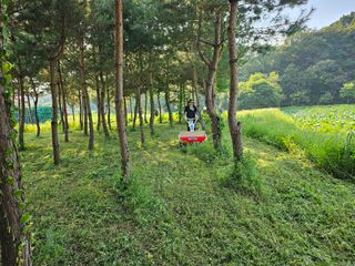 (주)연리지윤태금님의 블루베리 · 영농일지 작성글 사진