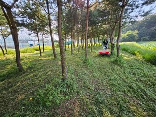 (주)연리지윤태금님의 블루베리 · 영농일지 작성글 사진